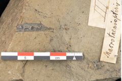Foto (Detailansicht) von Macrotaeniopteris affinis Ettingshausen (NHMW-GEO-2024-0188-10339)